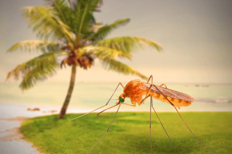 Anti Malaria Treatments